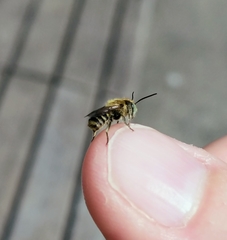 Megachile rotundata
