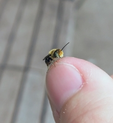 Megachile rotundata