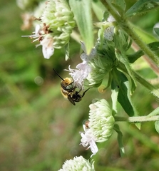Megachile rotundata