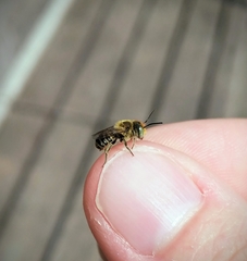 Megachile rotundata