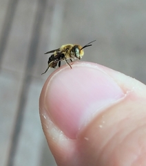 Megachile rotundata