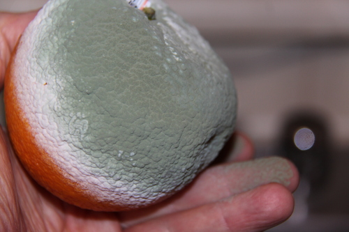 Representative image of Eurotiomycetes