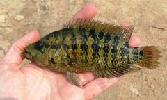 Parachromis friedrichsthalii