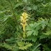 Orobanche aconiti-lycoctoni - Photo (c) holgeru, some rights reserved (CC BY-NC), uploaded by holgeru