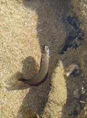 Arab Blenny photo 2