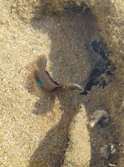 Arab Blenny photo 3