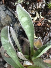 Omalotheca norvegica