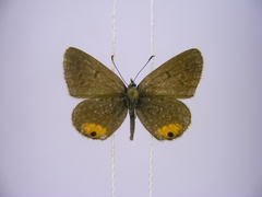 Euchrysops kabrosae kabrosae