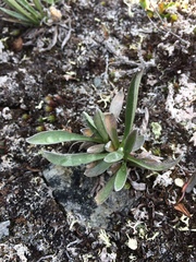 Omalotheca norvegica