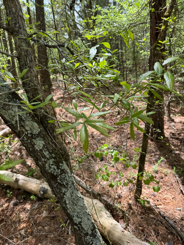 Oglethorpe oak