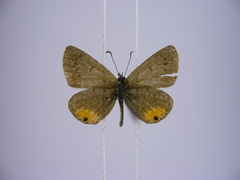 Euchrysops kabrosae kabrosae