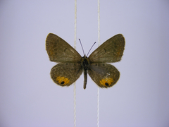 Euchrysops kabrosae kabrosae