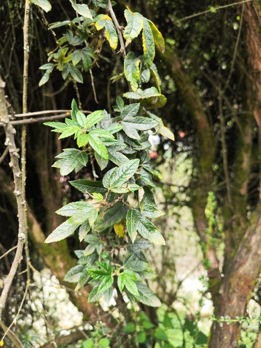 Image of Passiflora pinnatistipula by (c) Jonathan Juan Chancasana Villacorta, some rights reserved (CC BY)
