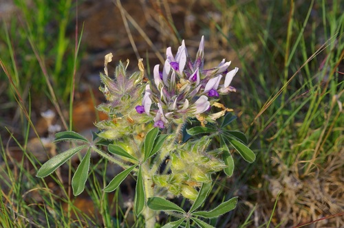 Image of Pediomelum latestipulatum by (c) Michelle W. （鍾偉瑋）, some rights reserved (CC BY)