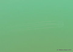 Carybdea marsupialis