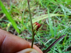 Microstachys chamaelea