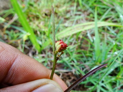 Microstachys chamaelea