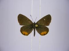 Euchrysops kabrosae kabrosae