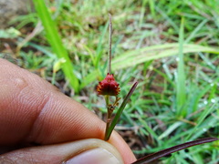 Microstachys chamaelea