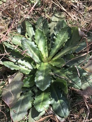 Hypochaeris radicata