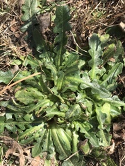 Hypochaeris radicata