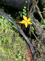 Voyria aphylla
