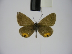 Euchrysops kabrosae kabrosae