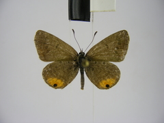 Euchrysops kabrosae kabrosae