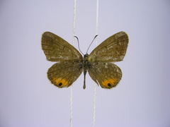 Euchrysops kabrosae kabrosae