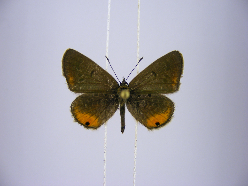 Euchrysops kabrosae