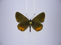 Euchrysops kabrosae kabrosae