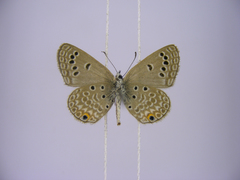Euchrysops kabrosae kabrosae