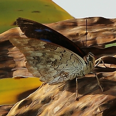 Archaeoprepona demophoon