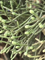 Cupressus sempervirens