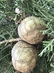 Cupressus sempervirens
