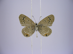 Euchrysops kabrosae kabrosae