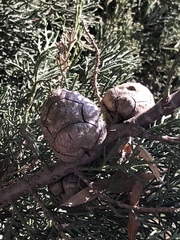 Cupressus sempervirens