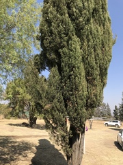 Cupressus sempervirens
