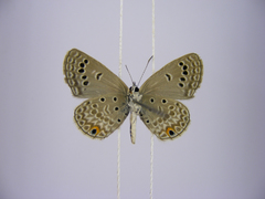 Euchrysops kabrosae kabrosae