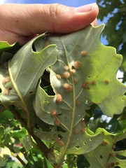 Neuroterus floccosus