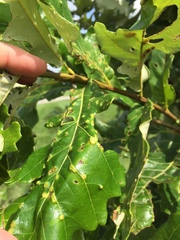 Neuroterus floccosus