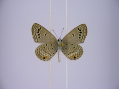 Euchrysops kabrosae kabrosae