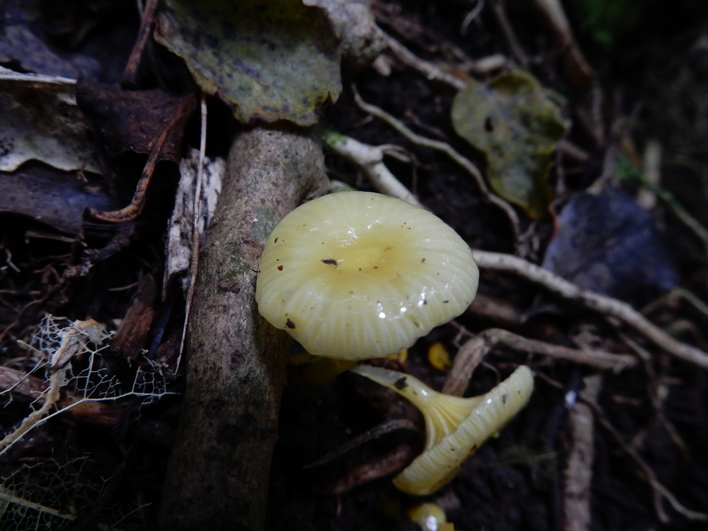 Gloioxanthomyces chromolimoneus · April 2025 · photo: © rayjackson (iNaturalist, cc-by)