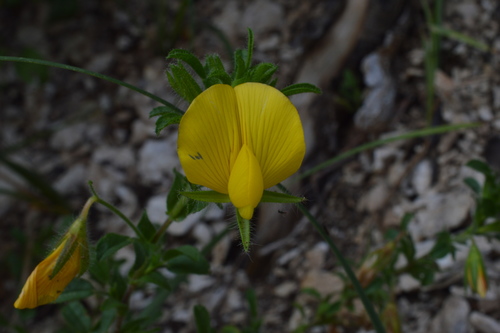 Yellow restharrow (Ononis natrix)