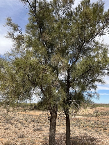 Image of Belah (Casuarina cristata) by (c) Toby Jin, some rights reserved (CC BY)