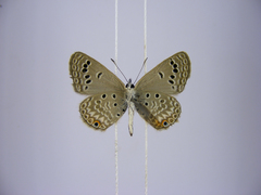 Euchrysops kabrosae kabrosae