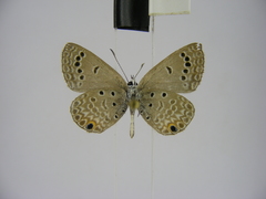 Euchrysops kabrosae kabrosae