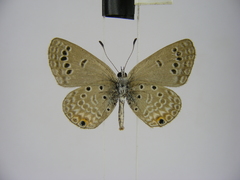 Euchrysops kabrosae kabrosae