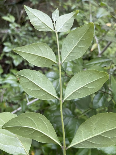 Godfrey's swampprivet (Forestiera godfreyi)