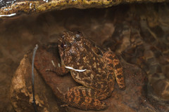 Quasipaa exilispinosa